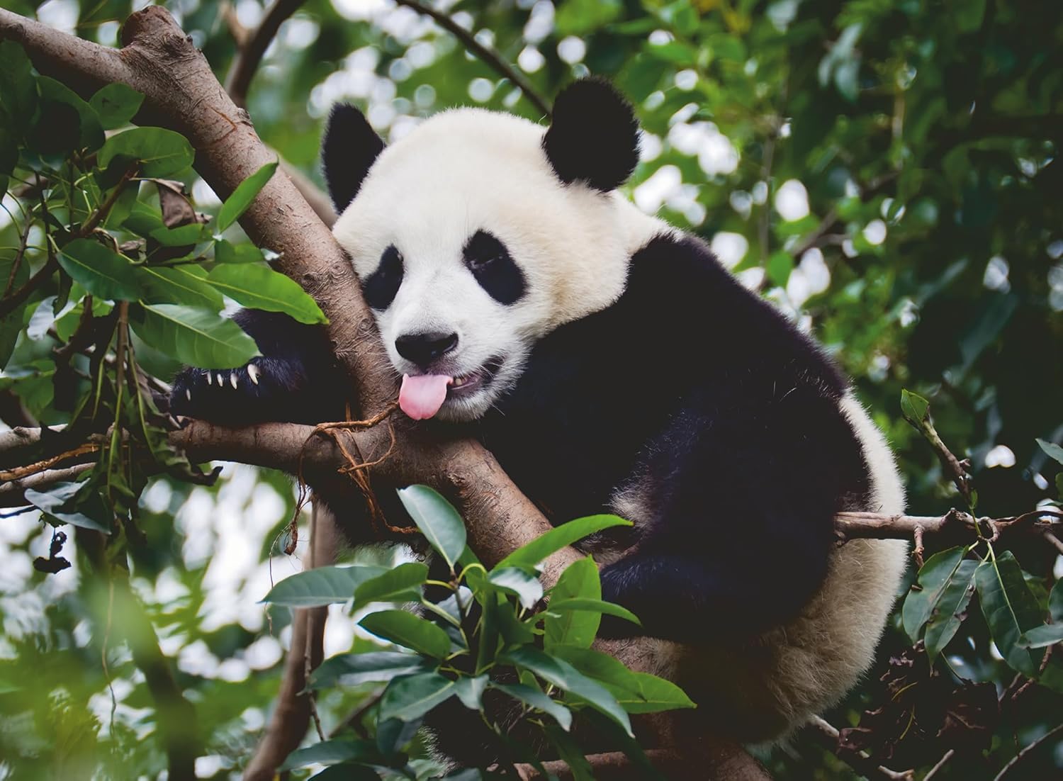 Ravensburger Panda Bear 500pc