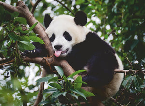 Ravensburger Panda Bear 500pc