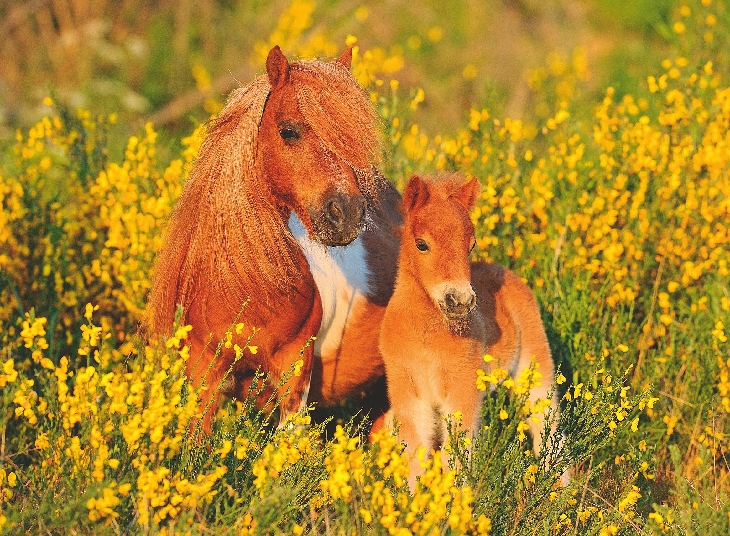 Shetland Pony         100p