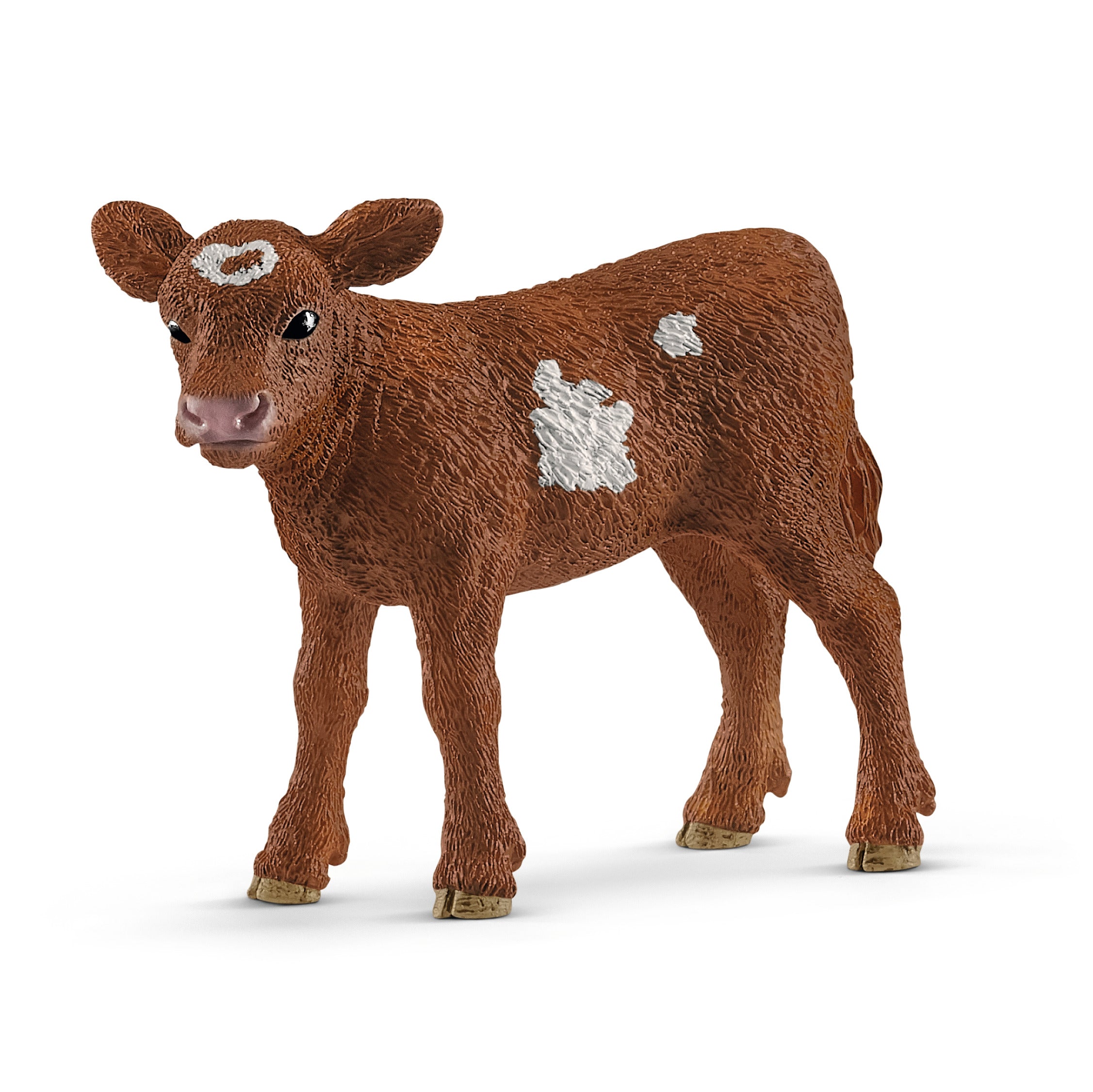 Texas Longhorn calf