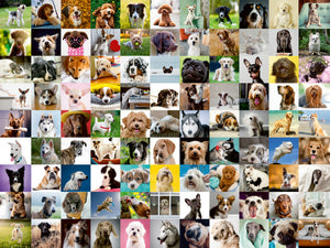 99 Lovable Dogs, 750pc