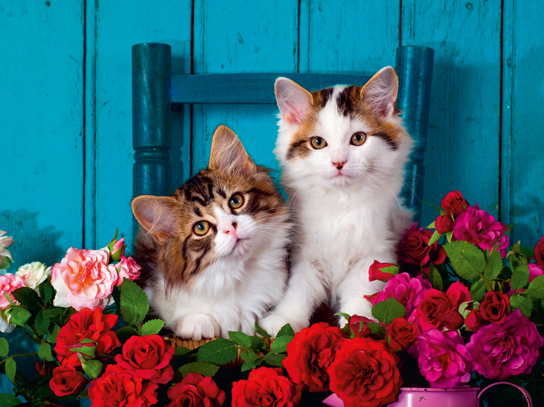 Kittens & Roses 500pc
